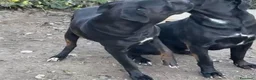 Cane Corso cani in vendita: Cucciolo di Cane Corso - Annuncio 7