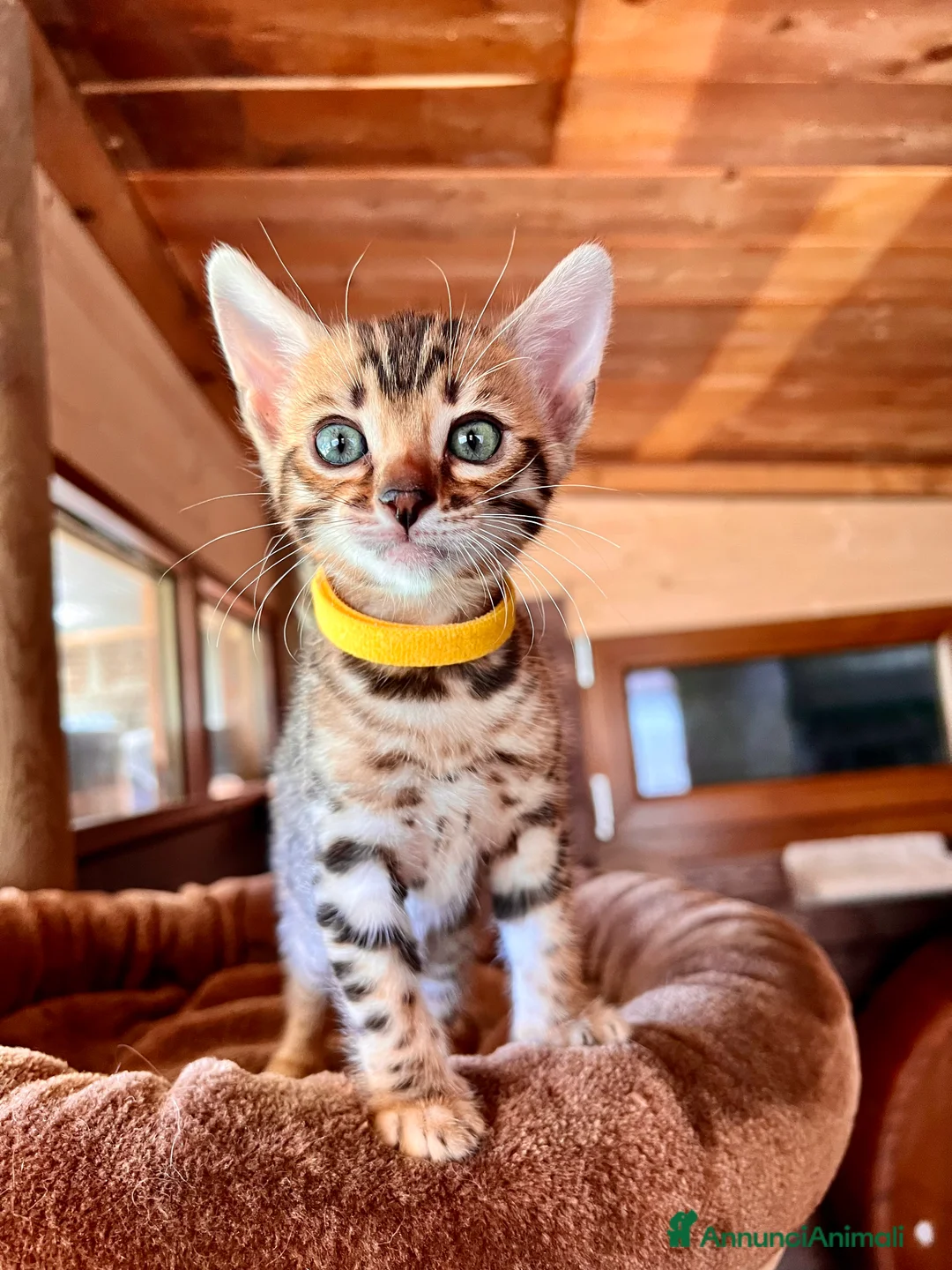 Immagine della galleria {{count}}