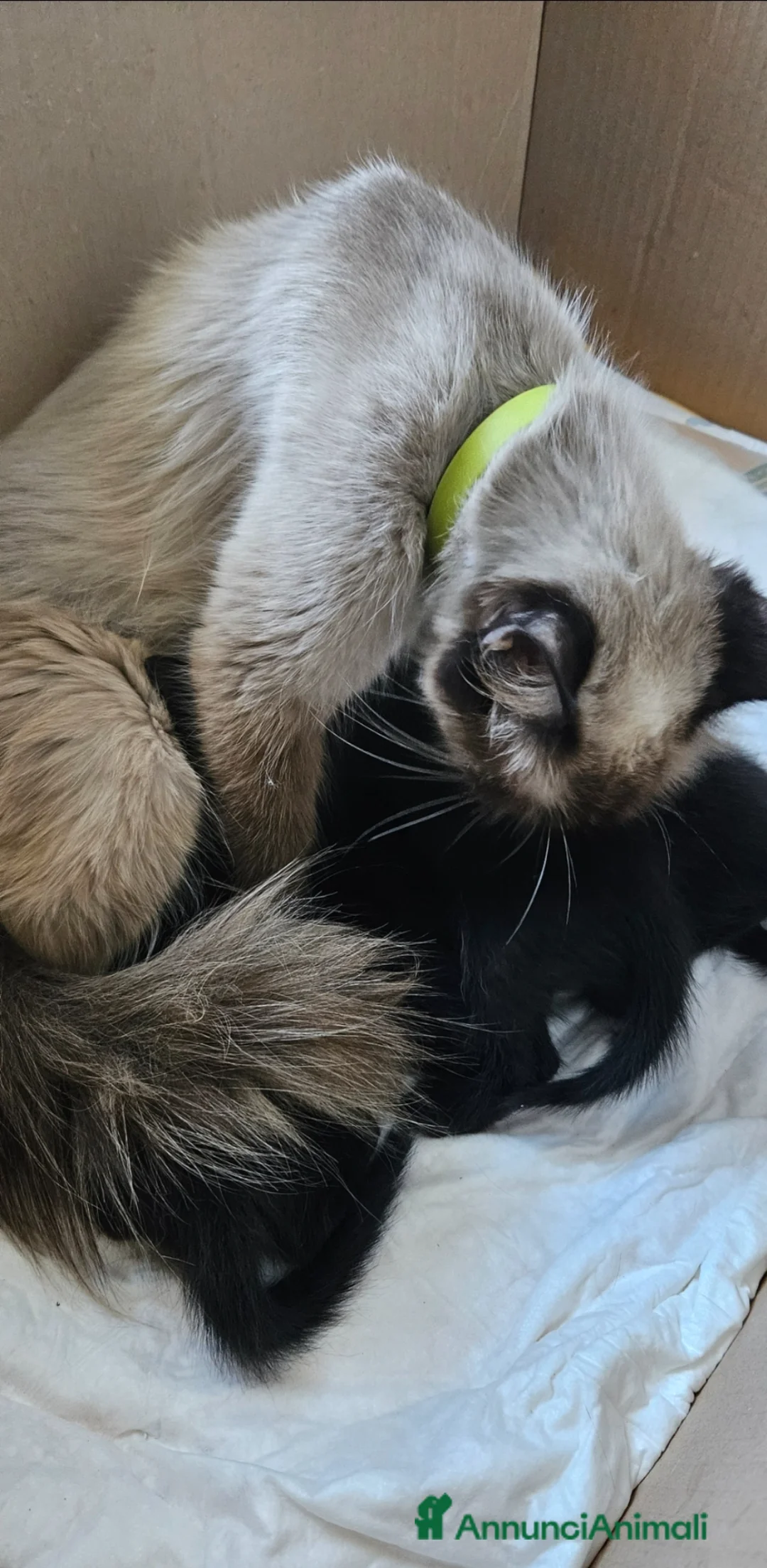 Meticcio gatti in regalo: Splendida e dolcissima gattina di un mese - Annuncio 4