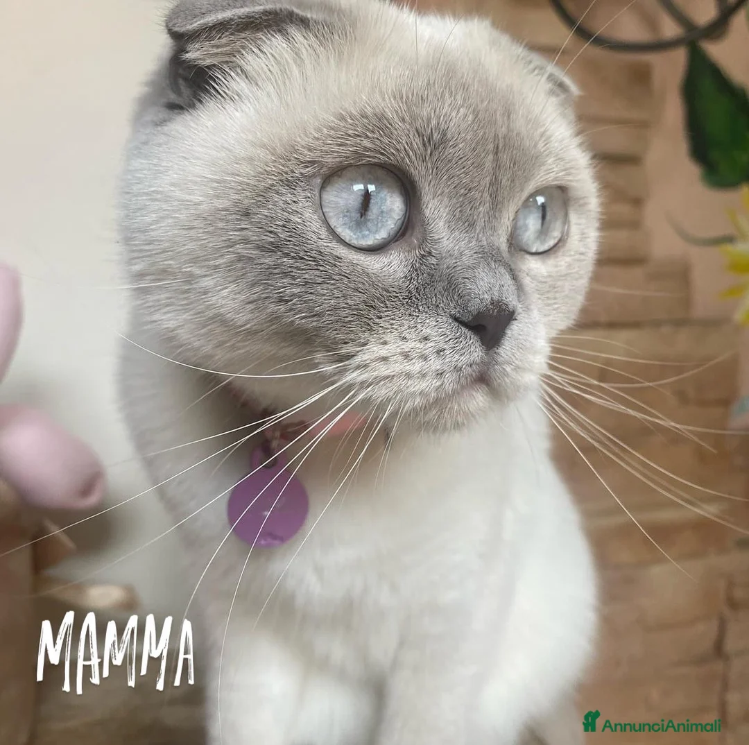 Scottish gatti in vendita: Scottish Fold e Straight - Annuncio 1