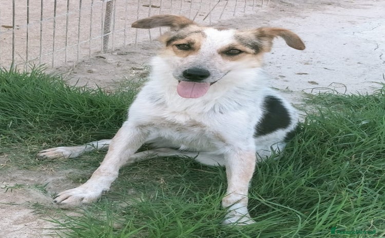 Meticcio cani a Provincia di Varese - Annuncio 9