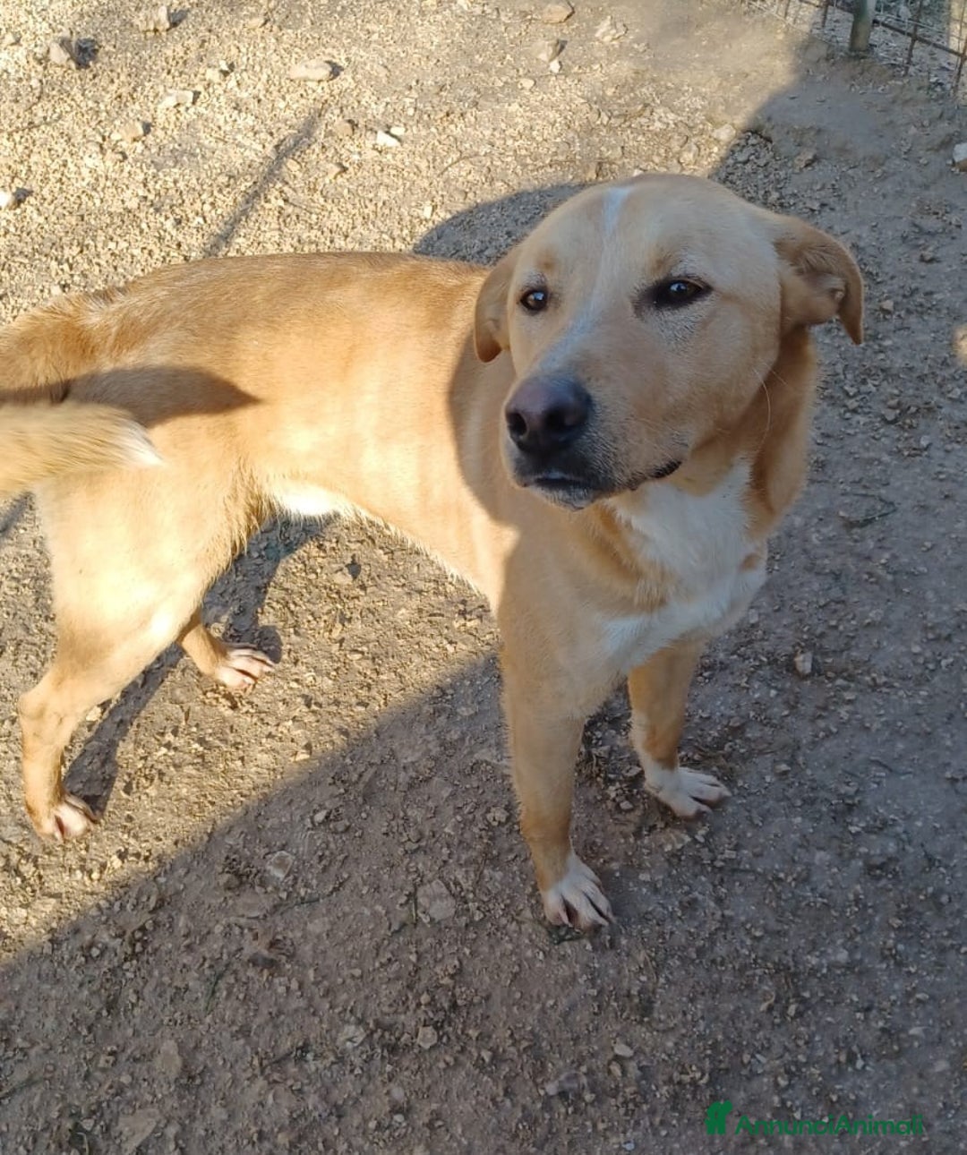 Meticcio cani in regalo: ALBICOCCA e MIRTILLO a Città metropolitana di Roma Capitale - Annuncio 8