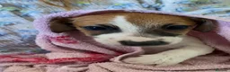 Jack Russell cani in vendita: Cuccioli di Jack Russell con pedigree - Annuncio 2