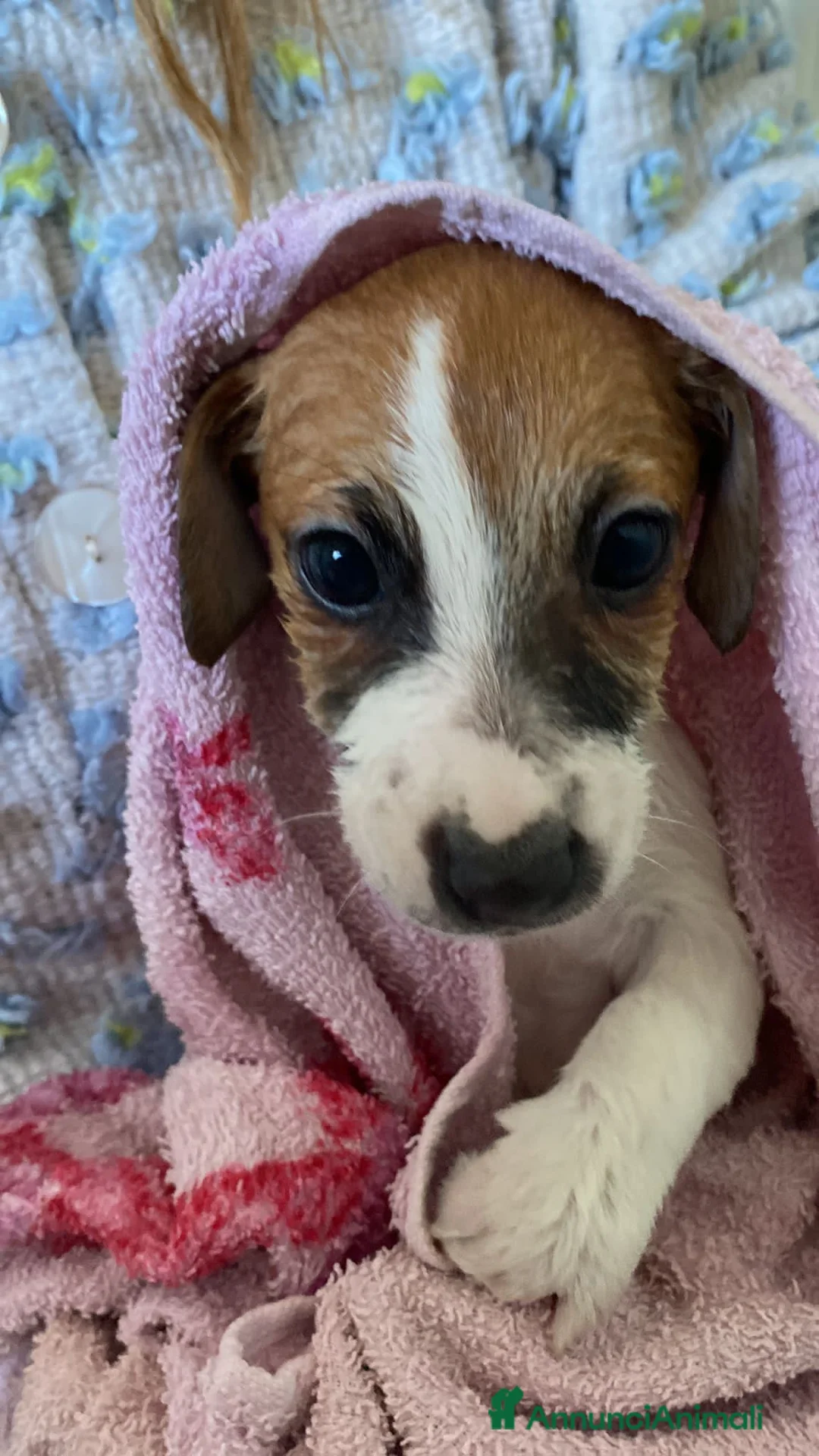 Jack Russell cani in vendita: Cuccioli di Jack Russell con pedigree - Annuncio 2