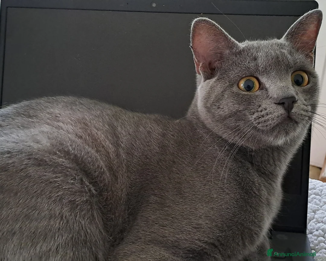 Certosino gatti in vendita: Gattini Certosini con Pedigree - Annuncio 6