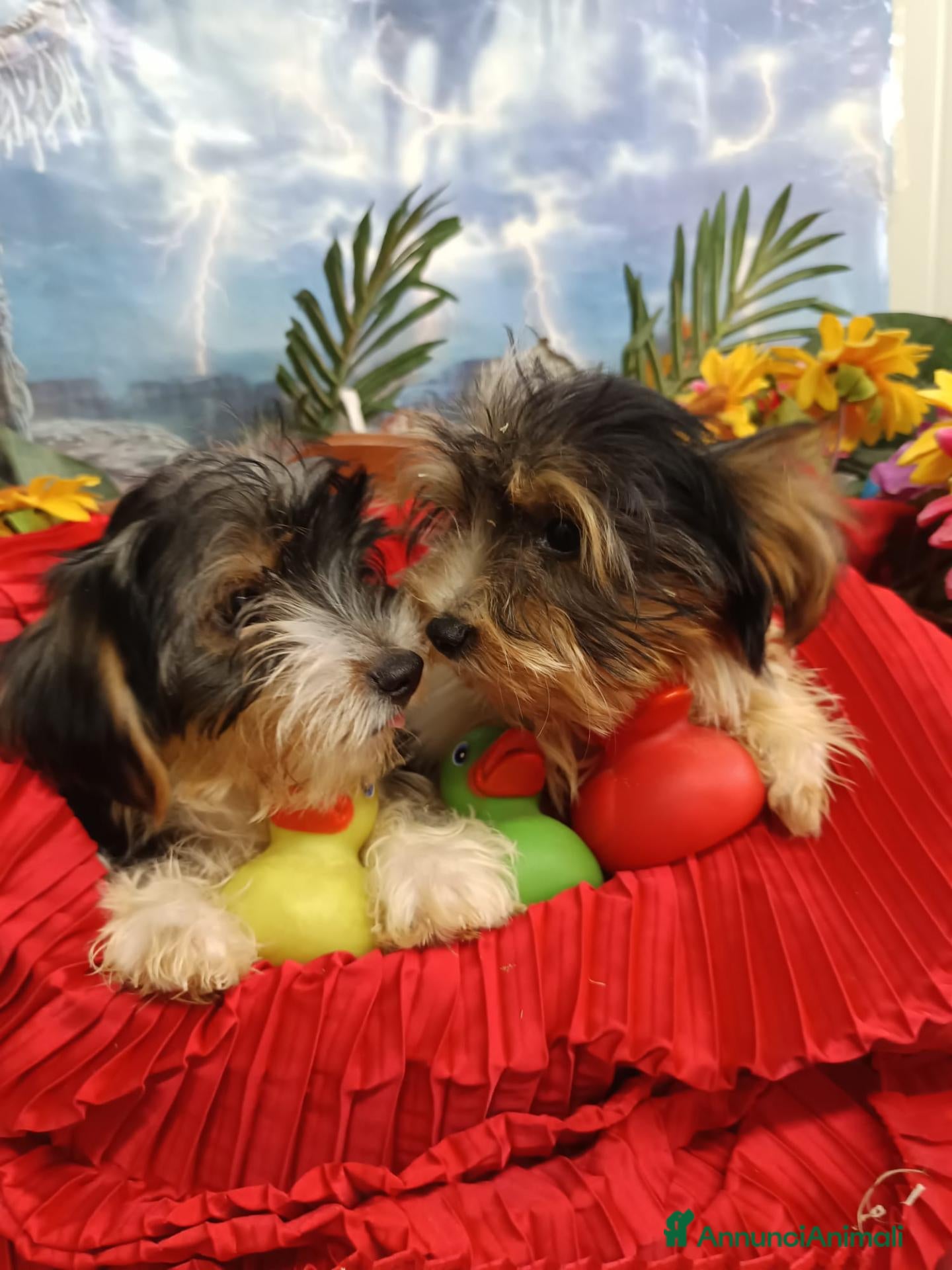Biewer Terrier cani DiTreColori-Yorkshire Ma Biewer Yorkshire Terrier  - Annuncio 4