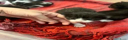 Meticcio gatti in regalo: Regalo 8 gattini (F/M) zona Sciacca (AG) a Libero consorzio comunale di Agrigento - Annuncio 8