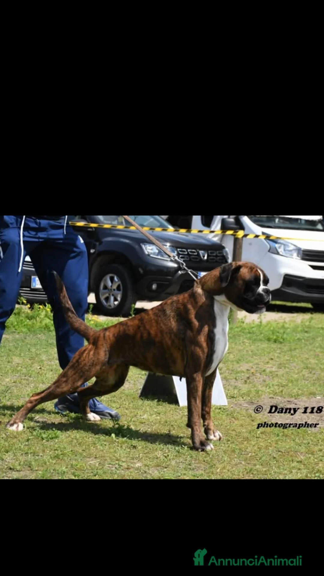 Boxer cani in vendita: cuccioli di BOXER a Provincia di Piacenza - Annuncio 4