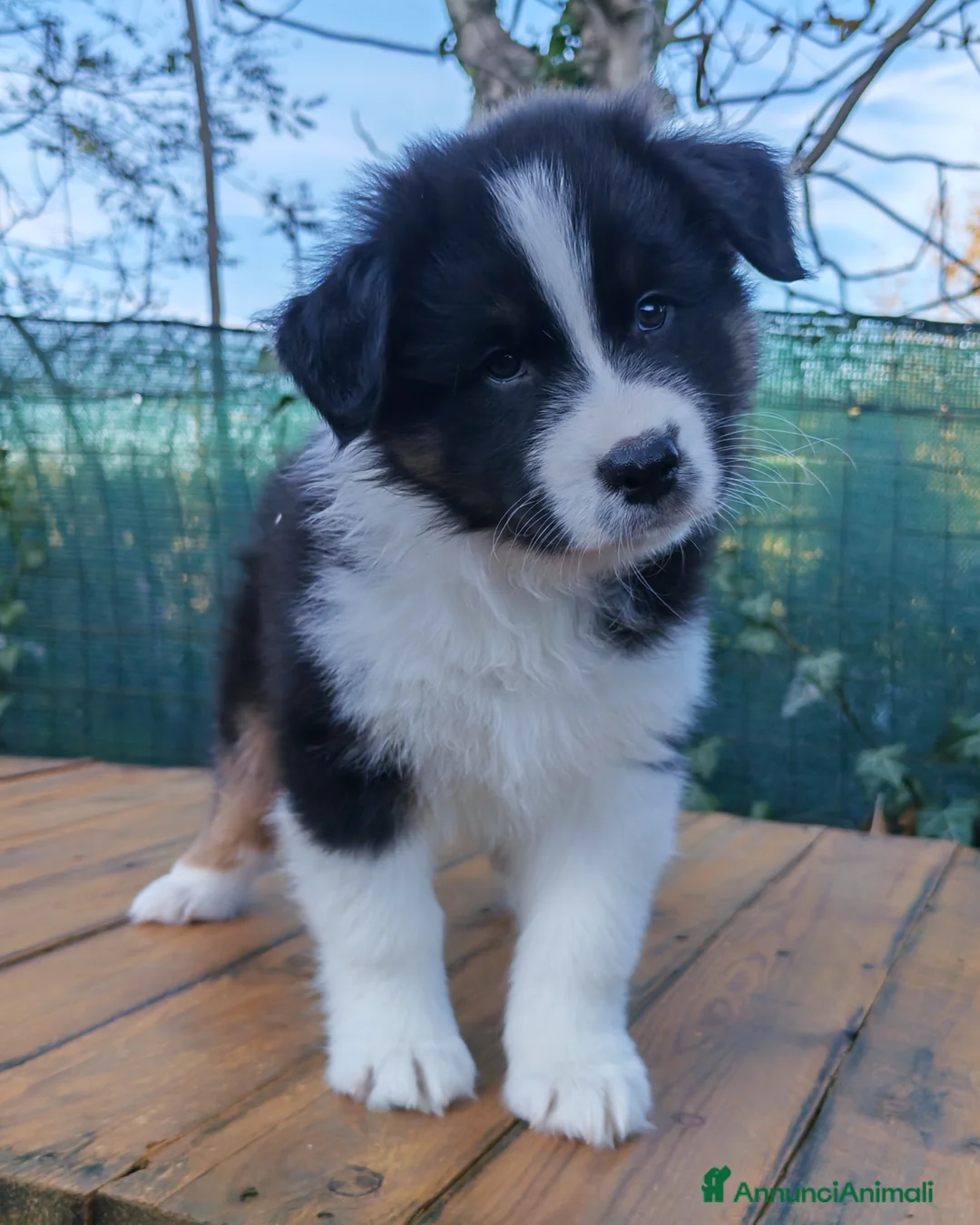 Australian Shepherd cani in vendita: Amorevoi Cuccioli Pastore Australiano (Aussi) - Annuncio 11