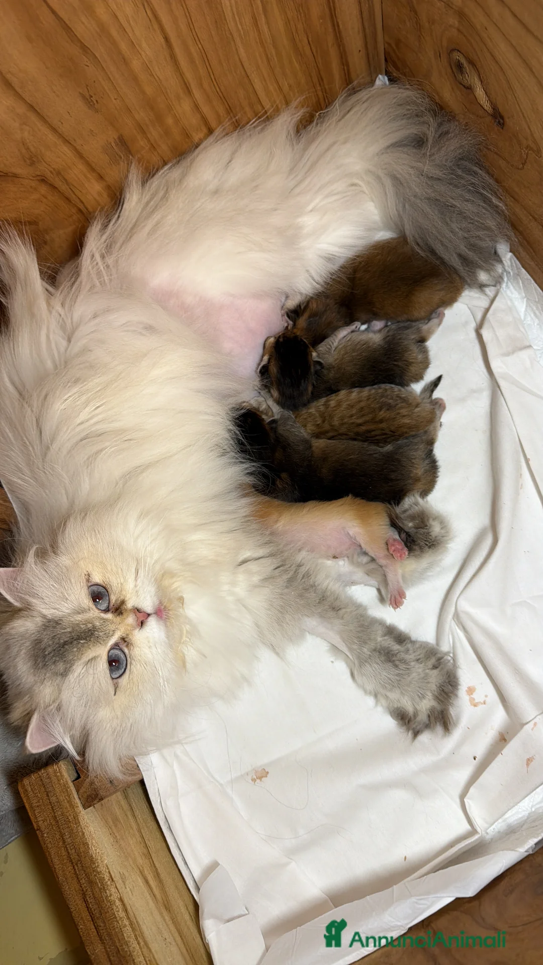 British gatti in vendita: Cuccioli British Longhair  a Provincia di Lucca - Annuncio 2