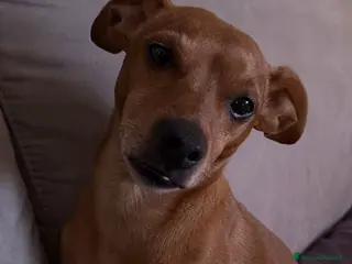 Pinscher Tedesco cani Pinscher maschio 6anni kg 6 MILANO - Annuncio 1