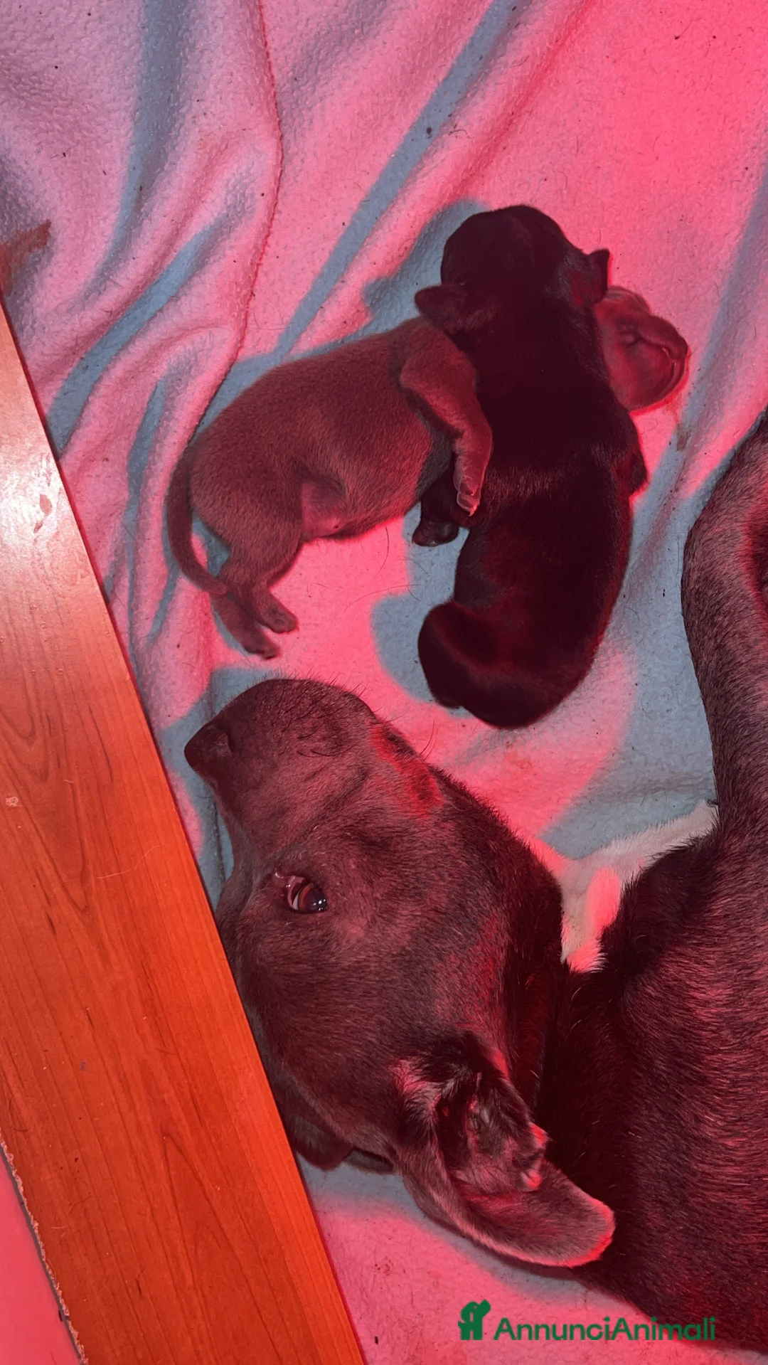 Staffordshire cani in vendita: Staffordshire bull terrier  - Annuncio 6