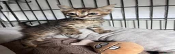 Europeo gatti in regalo: Dolcissima gattina in cerca di famiglia  - Annuncio 4