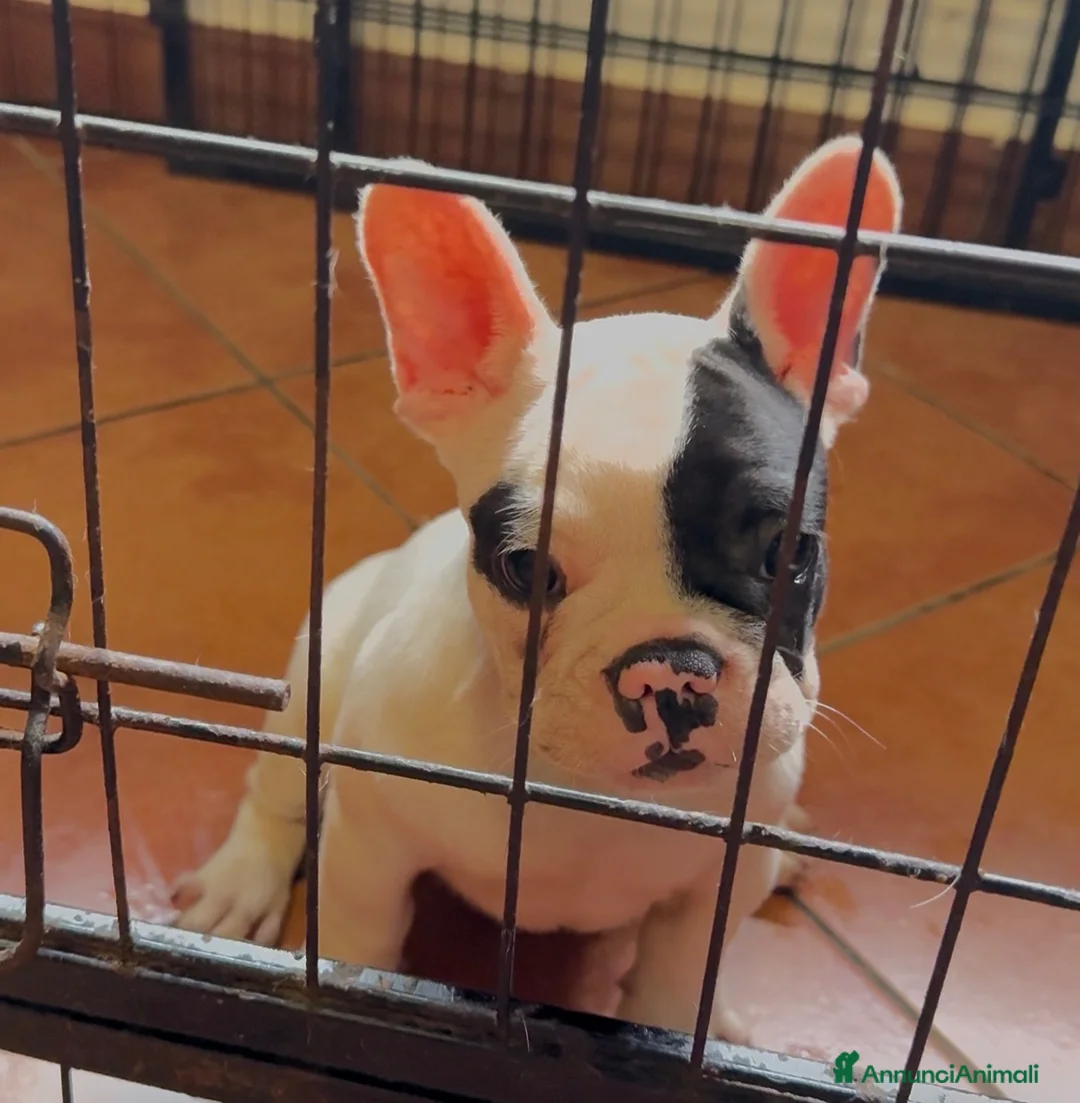 Bulldog Francese cani in vendita: Bulldog francese ultima cucciola  - Annuncio 2