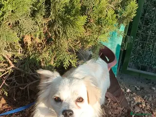 Volpino Italiano cani Cooki, splendido simil volpino - Annuncio 2