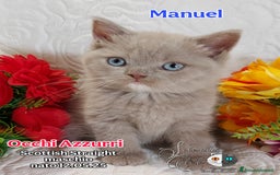 British gatti in vendita: British  / Scottish occhi AZZURRI  a Provincia di Pavia - Immagine 8