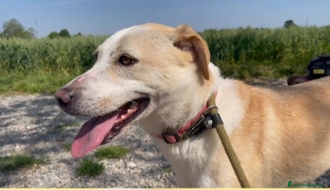 Meticcio cani Airy femmina mix Labrador 3anni e 1/2 BRESCIA SOS - Annuncio 26