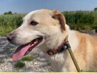 Meticcio cani Airy femmina mix Labrador 3anni e 1/2 BRESCIA SOS - Annuncio 12