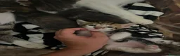 Meticcio gatti in regalo: Regalo 3 gattini zono Sciacca / Ribera - Annuncio 5