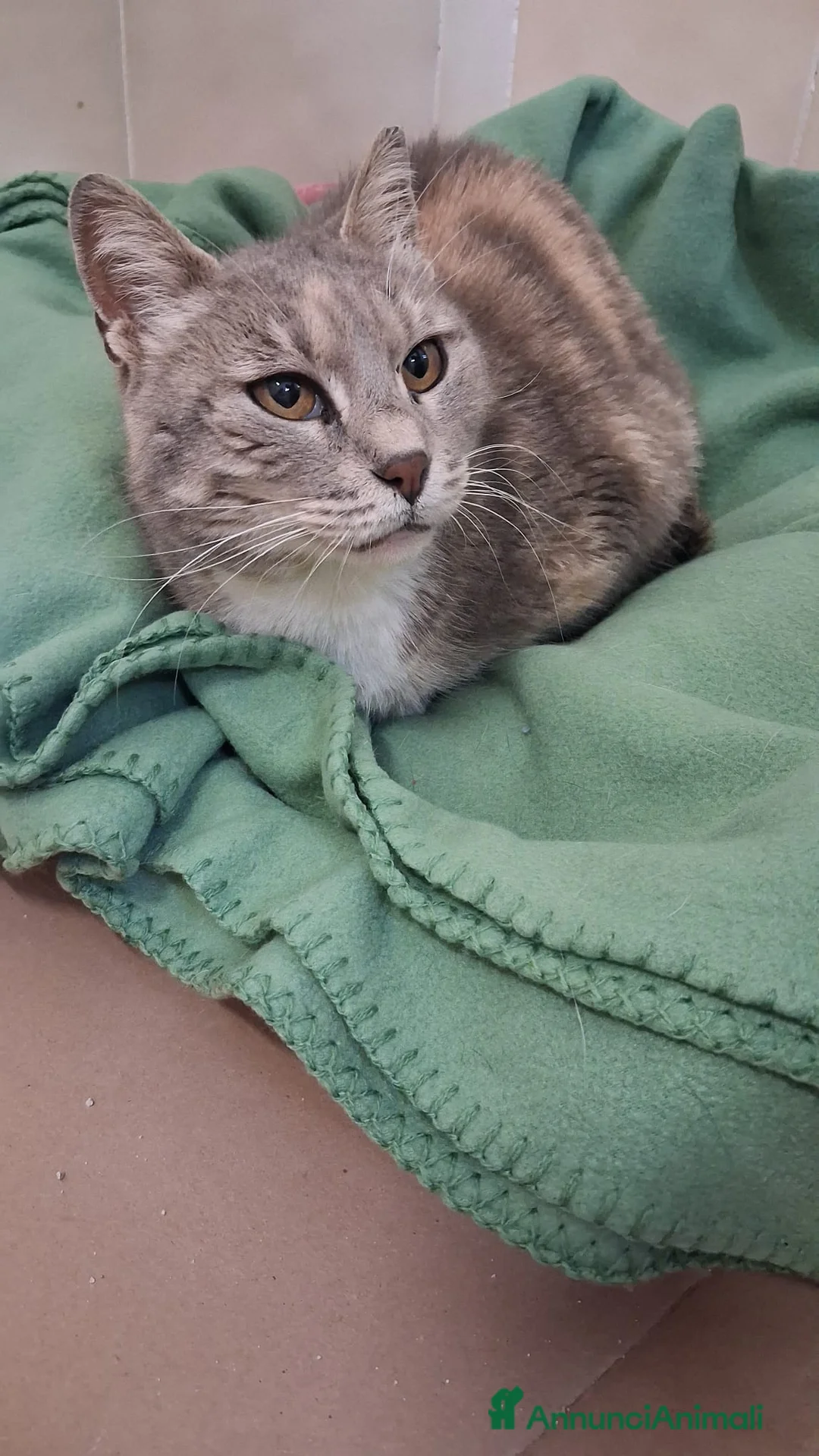 Meticcio gatti in regalo: GATTA DOLCISSIMA a Provincia di Crotone - Annuncio 2