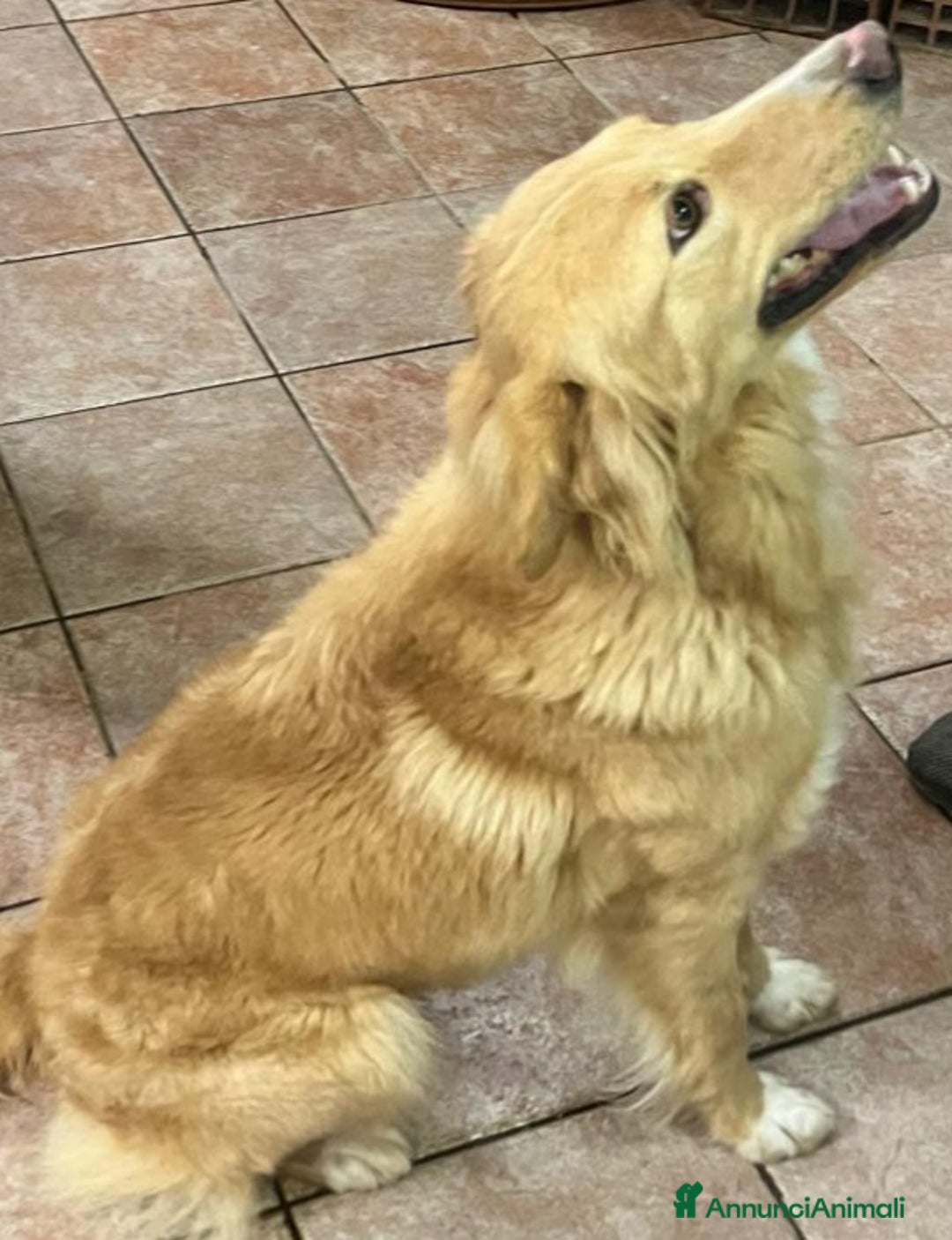 Meticcio cani in regalo: Fly 18mesi tg media tolta da 1lager SICILIA SOS - Annuncio 4