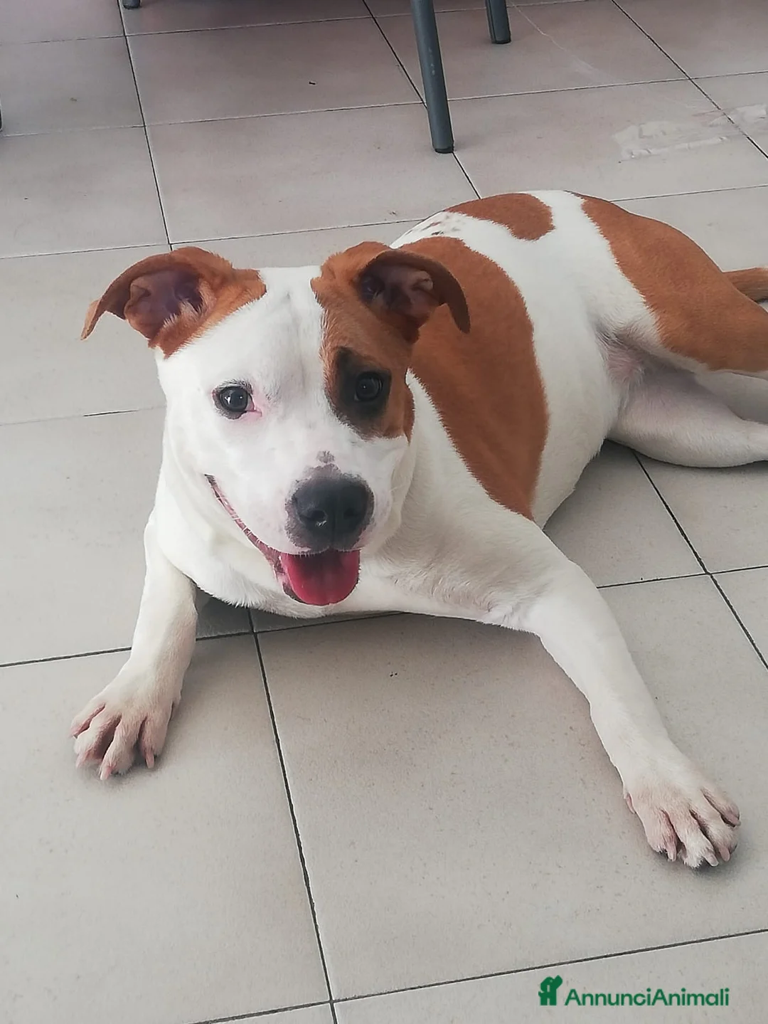 American Staffordshire cani in vendita: Vendo american amstaff  - Annuncio 4