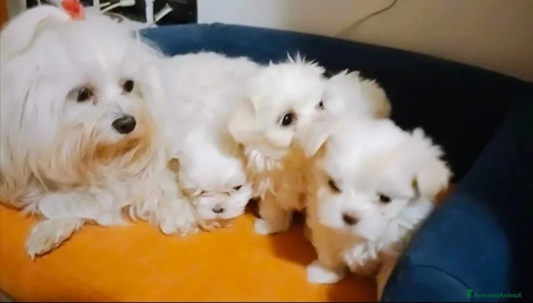 Maltese cani in vendita: Prenotazione cuccioli di Maltese - Ottobre 2026 - Annuncio 2