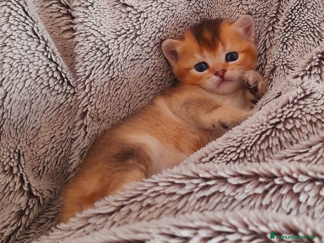 Scottish gatti in vendita: Gattini Scottish Straight - Maschio e Femmina - Annuncio 2