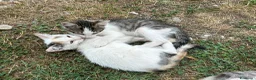 Meticcio gatti in regalo: Regalo micette di 3 mesi a Provincia di Cuneo - Annuncio 1
