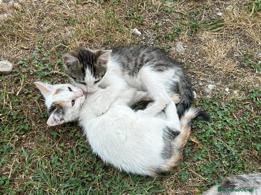 Meticcio gatti in regalo: Regalo micette di 3 mesi a Provincia di Cuneo - Annuncio 1