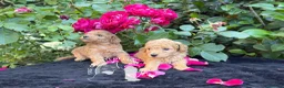 Barboncino Toy cani in vendita: Barboncino Toy – TreQuartidiLuna - Annuncio 5