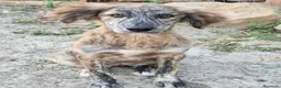 Meticcio cani in regalo: Cuccioli di 5 mesi cercano casa - Annuncio 16