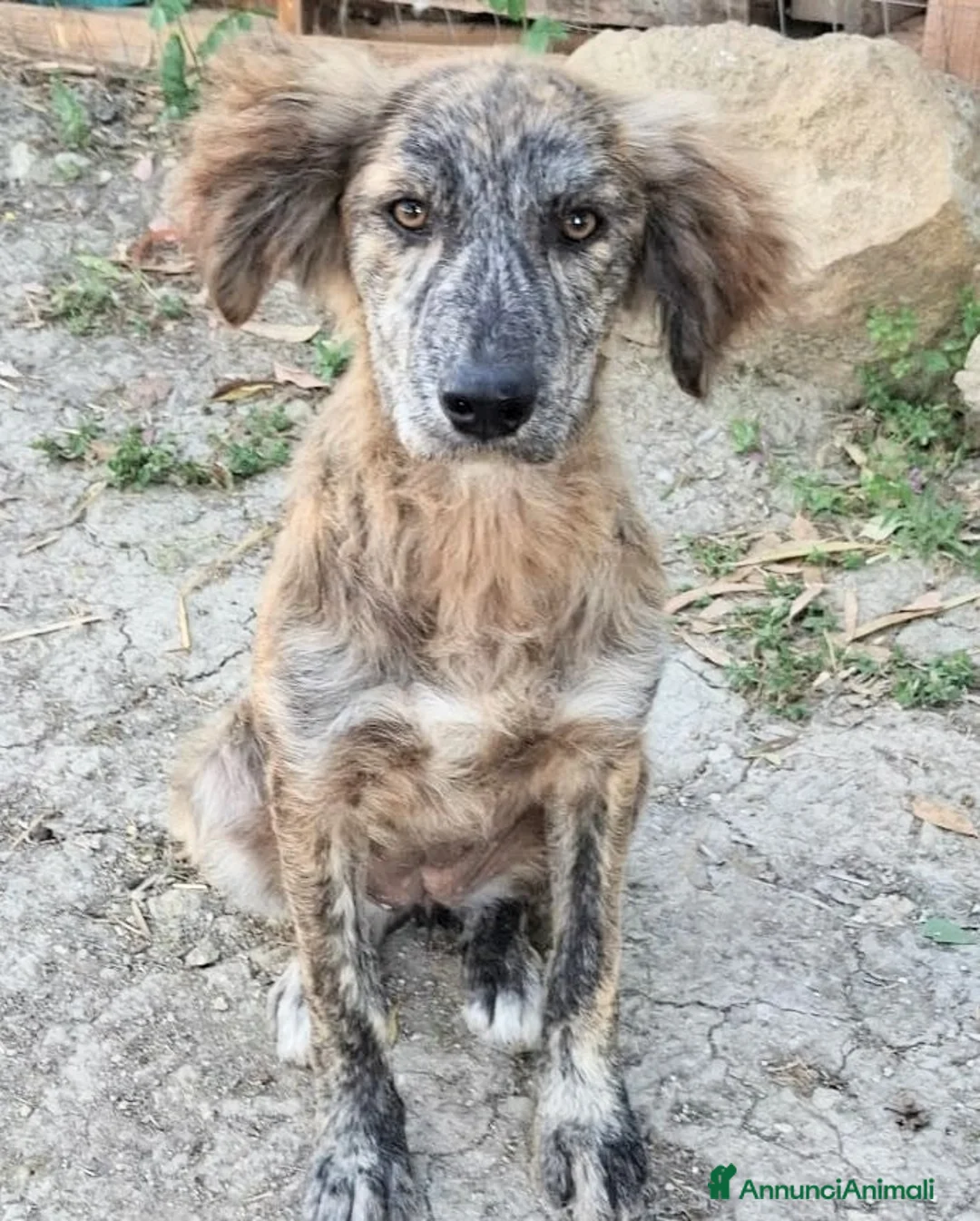 Meticcio cani in regalo: Cuccioli di 5 mesi cercano casa - Annuncio 16