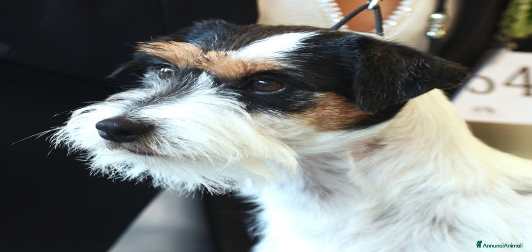 Immagine della galleria {{count}}