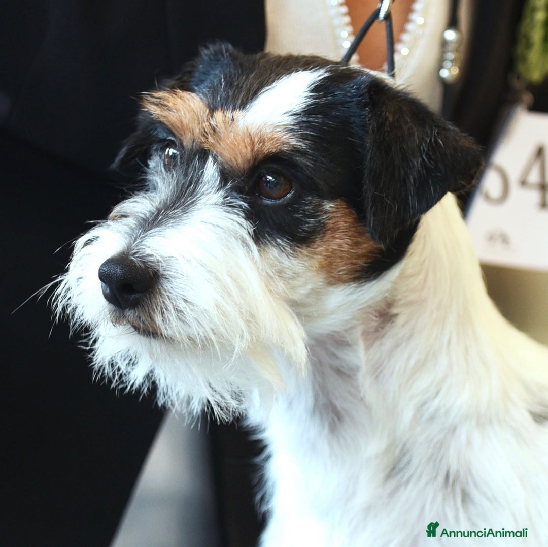 Immagine della galleria {{count}}