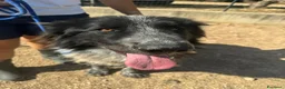 Meticcio cani in regalo: Orso  - Annuncio 3