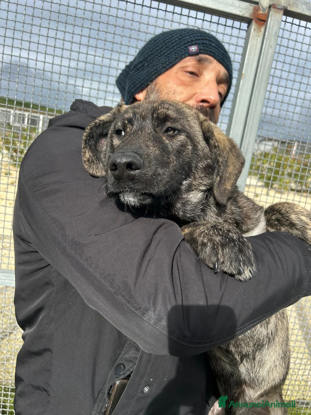 Altre razze cani in regalo: TIGRO - Annuncio 4