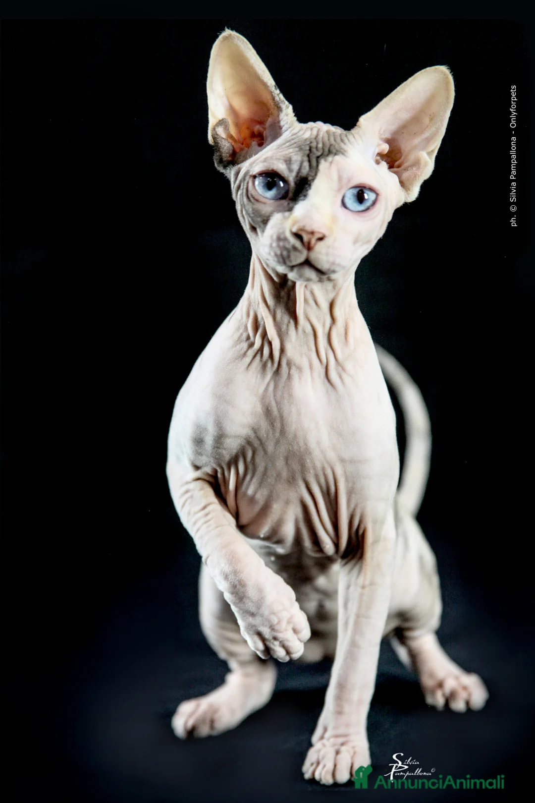 Immagine della galleria {{count}}