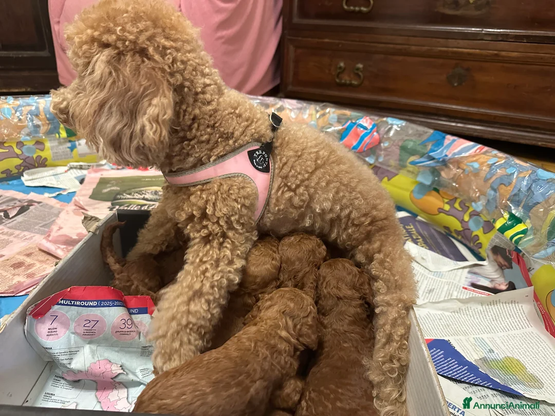 Barboncino Toy cani in vendita: Barboncini Toy a Provincia di Modena - Annuncio 2
