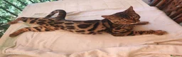 Bengala gatti in vendita: Gatto Bengala Maschio  - Annuncio 3