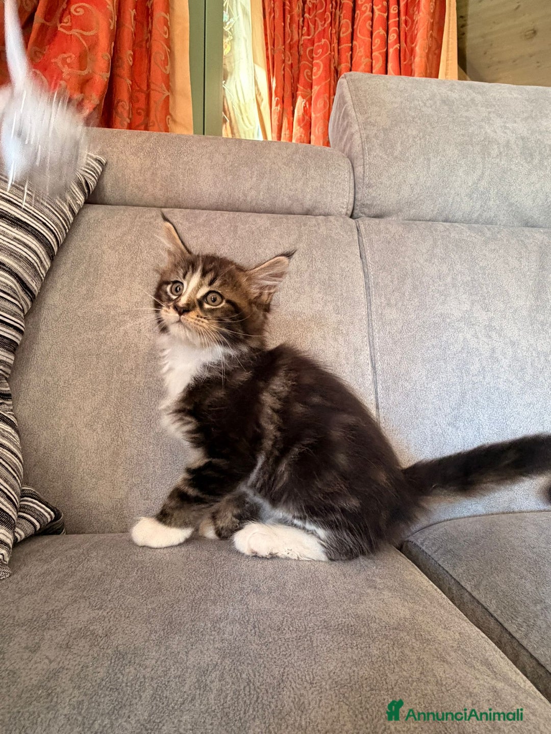 Maine Coon gatti in vendita: Cuccioli Maine Coon  - Immagine 7