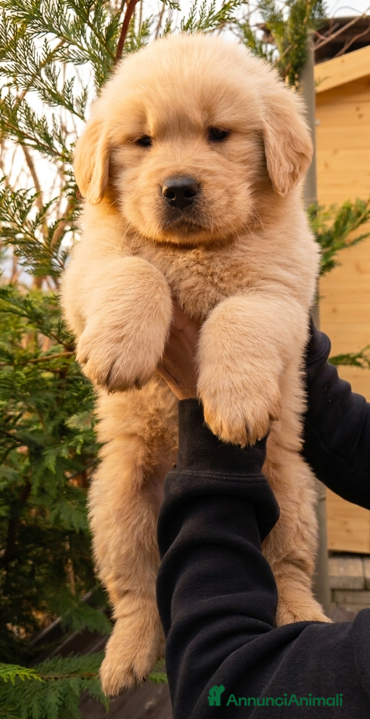 Golden Retriever cani Golden retriever americani 100% pedigree ENCI - Annuncio 1