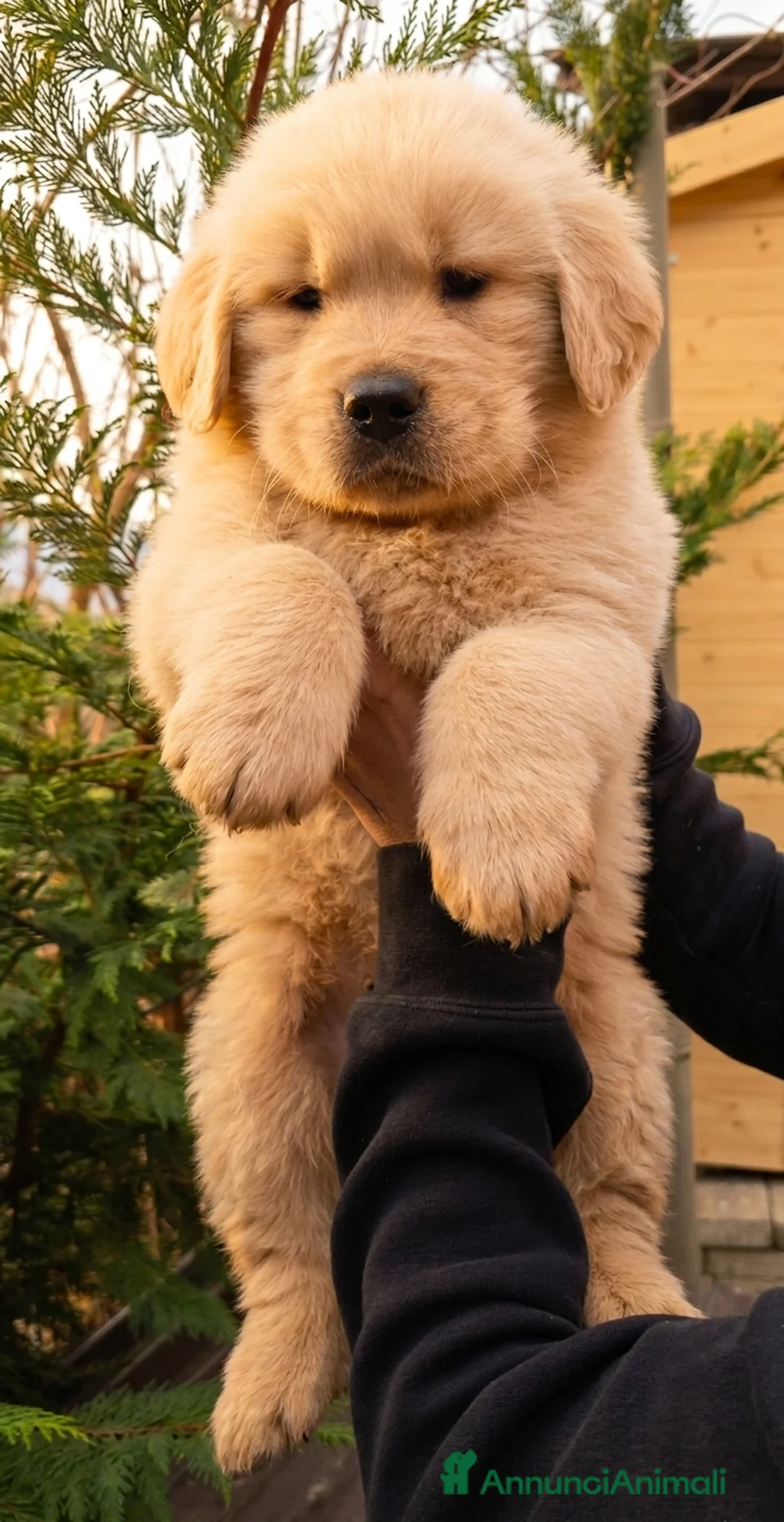 Golden Retriever cani in vendita: Golden retriever americani 100% pedigree ENCI - Annuncio 1