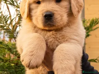 Golden Retriever cani Golden retriever americani 100% pedigree ENCI - Annuncio 1