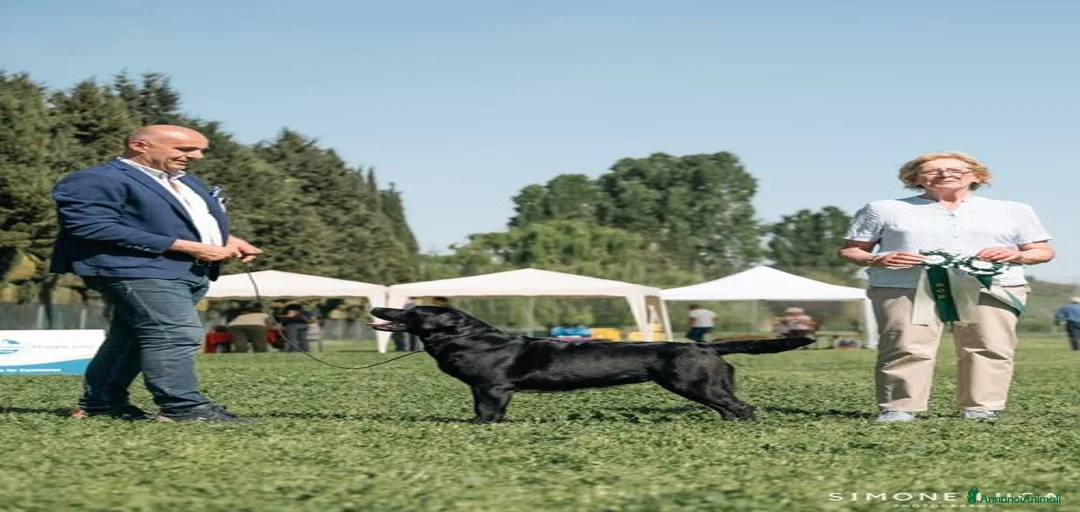 Immagine della galleria {{count}}