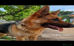 Pastore Tedesco cani in vendita: Pastore Tedesco  a Provincia di Caserta - Immagine 7