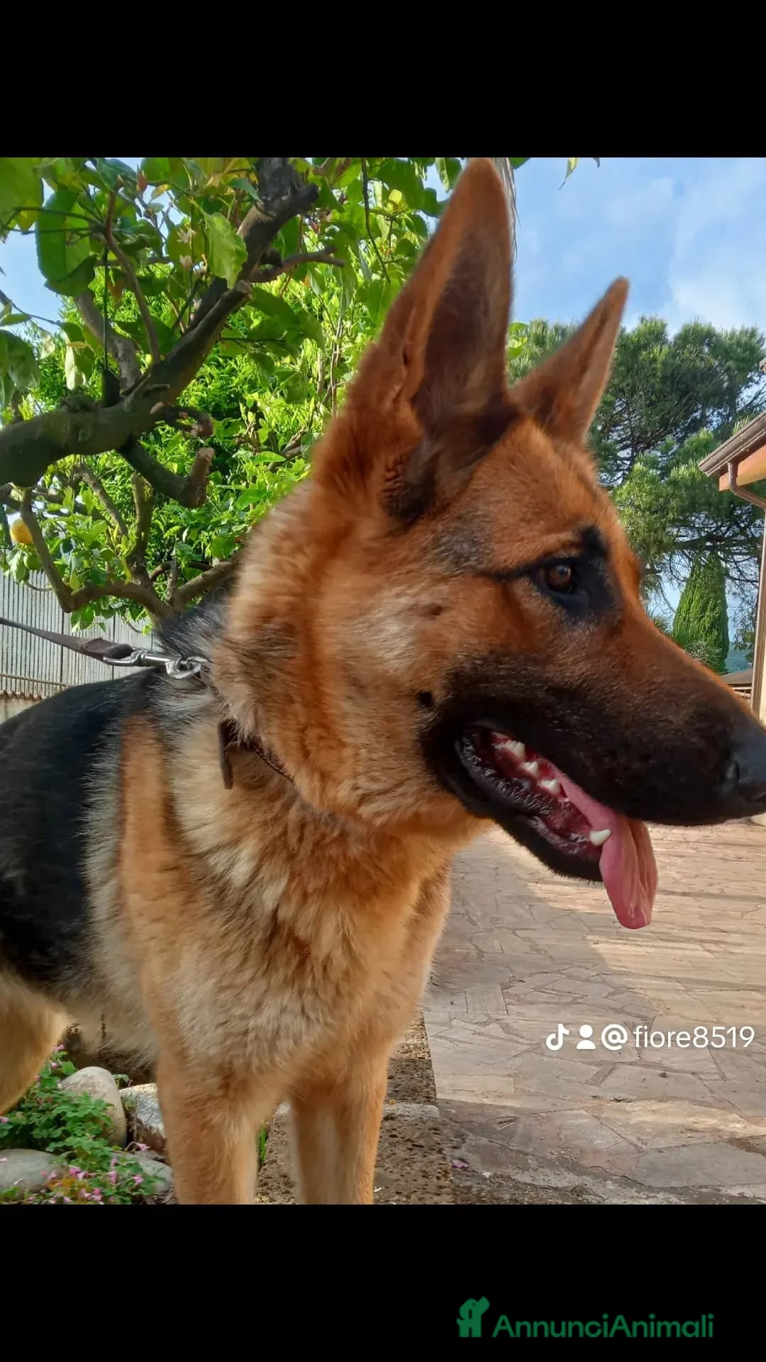 Pastore Tedesco cani in vendita: Pastore Tedesco  a Provincia di Caserta - Immagine 7