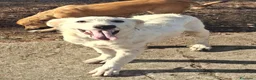 Meticcio cani in regalo: STRUDEL 💙: ADESSO TOCCA ALLE COSE BELLE 😍 a Provincia di Ferrara - Annuncio 9