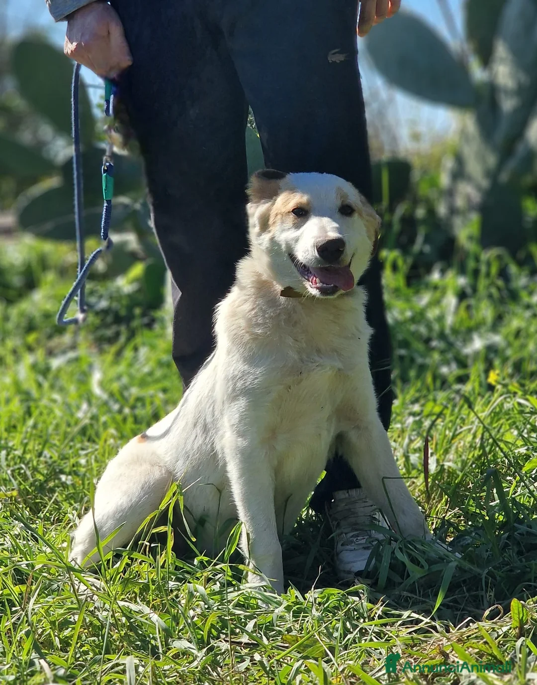 Meticcio cani in regalo: MOOCKIE ASPETTA UNA MAMMA  - Annuncio 1
