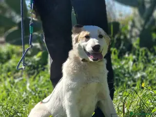Meticcio cani MOOCKIE ASPETTA UNA MAMMA - Annuncio 29